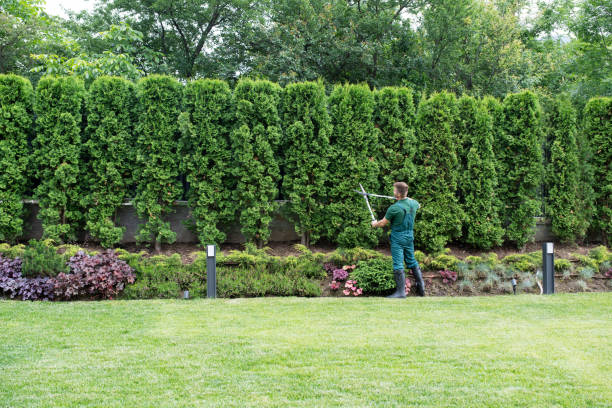 Best Lawn Dethatching  in Wolfdale, PA
