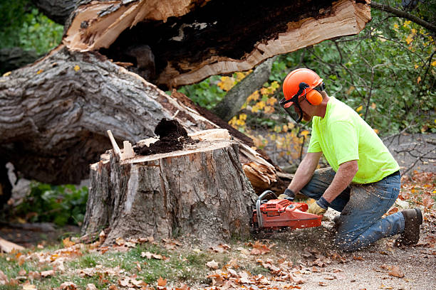 Best Emergency Tree Removal  in Wolfdale, PA