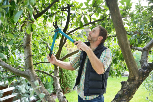 Best Tree Cabling and Bracing  in Wolfdale, PA